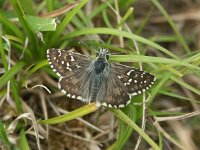 Pyrgus alveus 17, Groot spikkeldikkopje, Vlinderstichting-Chris van Swaay  Pyrgus alveus - Alendorf Eifel, juni 2005