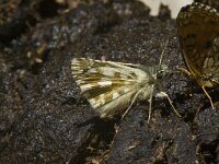 Pyrgus alveus 3, Groot spikkeldikkopje, Saxifraga-Jan van der Straaten