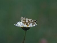 Pyrgus alveus 4, Groot spikkeldikkopje, Vlinderstichting-Kars Veling
