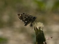 Pyrgus andromedae 4, Bergspikkeldikkopje, male, Saxifraga-Jan van der Straaten