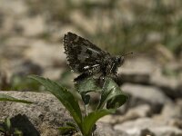 Pyrgus andromedae 5, Bergspikkeldikkopje, male, Saxifraga-Jan van der Straaten