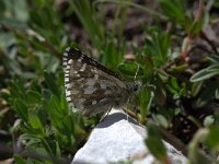 Pyrgus andromedae 6, Bergspikkeldikkopje, Vlinderstichting-Kars Veling