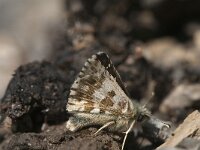 Pyrgus bellieri 10, Bretons spikkeldikkopje, Saxifraga-Jan van der Straaten