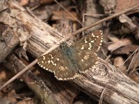 Pyrgus bellieri 2, Frans spikkeldikkopje, Vlinderstichting-Kars Veling
