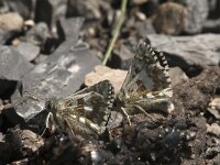 Pyrgus bellieri 6, Bretons spikkeldikkopje, Saxifraga-Jan van der Straaten