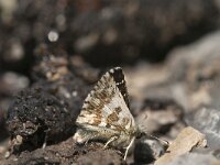 Pyrgus bellieri 7, Bretons spikkeldikkopje, Saxifraga-Jan van der Straaten