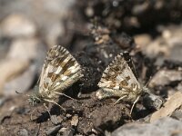 Pyrgus bellieri 9, Bretons spikkeldikkopje, Saxifraga-Jan van der Straaten