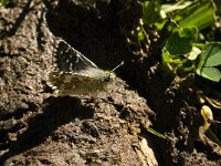 Pyrgus carlinae 5, Westelijk spikkeldikkopje, Saxifraga-Jan van der Straaten