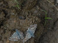 Pyrgus carthami 2, Witgezoomd spikkeldikkopje, Saxifraga-Arthur van Dijk