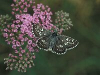 Pyrgus carthami 4, Witgezoomd spikkeldikkopje, Vlinderstichting-Kars Veling
