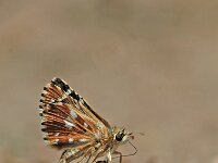 Pyrgus cirsii 2, Rood spikkeldikkopje, Vlinderstichting-Albert Vliegenthart