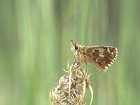 Pyrgus cirsii 3, Rood spikkeldikkopje, Vlinderstichting-Kars Veling