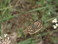 Pyrgus cirsii 4, Rood spikkeldikkopje, Vlinderstichting-Kars Veling