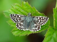 Pyrgus malvae 25, Aardbeivlinder, Vlinderstichting-Henk Bosma