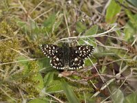 Pyrgus malvae 26, Aardbeivlinder, Vlinderstichting-Henk Bosma