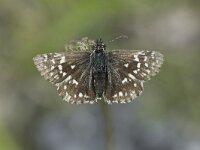 Pyrgus malvae 33, Aardbeivlinder, Saxifraga-Willem van Kruijsbergen