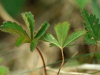 Pyrgus malvae 4, Aardbeivlinder, Vlinderstichting-Peter Duifhuizen