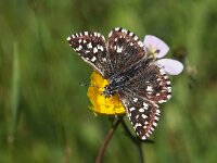 Pyrgus malvae 48, Aardbeivlinder, Saxifraga-Hans Dekker
