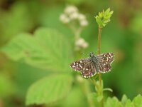 Pyrgus malvae 52, Aardbeivlinder, Saxifraga-Mark Zekhuis