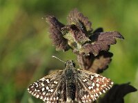 Pyrgus malvae 53, Aardbeivlinder, Saxifraga-Hans Dekker