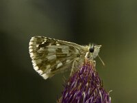 Pyrgus serratulae 2, Voorjaarsspikkeldikkopje, Saxifraga-Marijke Verhagen