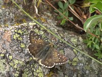 Pyrgus serratulae 4, Voorjaarsspikkeldikkopje, Vlinderstichting-Kars Veling
