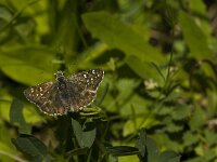 Pyrgus serratulae 5, Voorjaarsspikkeldikkopje, Saxifraga-Jan van der Straaten