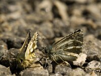 Pyrgus serratulae 7, Voorjaarsspikkeldikkopje, Saxifraga-Jan van der Straaten