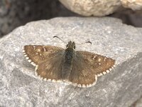 Pyrgus warrenensis 2, Alpenspikkeldikkopje, Vlinderstichting-Kars Veling