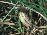 Pyronia tithonus 14, Oranje zandoogje, pupa, Saxifraga-Frits Bink