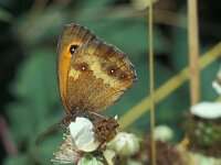 Pyronia tithonus 19, Oranje zandoogje, Vlinderstichting-Kars Veling