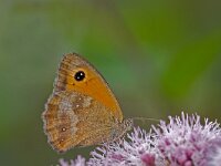 oranje zandoogje  oranje zandoogje op koninginnekruid : Pyronia tithonus