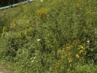 Pyronia tithonus 4, Oranje zandoogje, habitat, F, Isere, Miribel-Lanchatre, Saxifraga-Marijke Verhagen