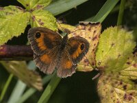 Pyronia tithonus 48, Oranje zandoogje, Saxifraga-Jan van der Straaten