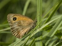Pyronia tithonus 53, Oranje zandoogje, Saxifraga-Jan van der Straaten