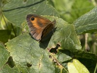 Pyronia tithonus 55, Oranje zandoogje, Saxifraga-Willem van Kruijsbergen