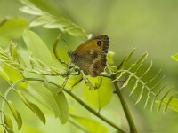 Pyronia tithonus 9, Oranje zandoogje, male, Saxifraga-Jan van der Straaten
