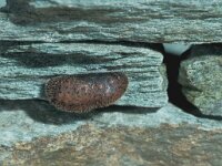 Satyrium acaciae 2, Kleine sleedoornpage, pupa, Saxifraga-Frits Bink