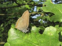 Satyrium ilicis 14, Bruine eikenpage, Saxifraga-Rob Felix : Animalia, Arthropoda, Insecta, Lepidoptera, Project Natuurbalans, animal, arthropod, butterfly, dier, dieren, geleedpotige, geleedpotigen, insect, insecten, vlinder, vlinders