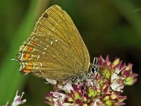 247_28, Bruine eikepage : Bruine eikenpage, Satyrium ilicis, Ilex Hairstreak