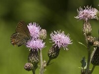 Satyrium ilicis 19, Bruine eikenpage, Saxifraga-Jan van der Straaten