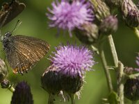 Satyrium ilicis 20, Bruine eikenpage, Saxifraga-Jan van der Straaten
