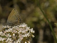 Satyrium ilicis 24, Bruine eikenpage, Saxifraga-Jan van der Straaten