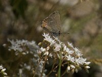 Satyrium ilicis 6, Bruine eikenpage, Saxifraga-Willem van Kruijsbergen