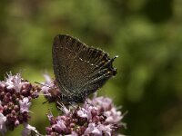 Satyrium ilicis 8, Bruine eikenpage, Saxifraga-Marijke Verhagen