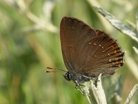 Satyrium ilicis 9, Bruine eikenpage, Vlinderstichting-Chris van Swaay  Bruine eikenpage Satyrium ilicis