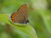 Satyrium pruni 6, Pruimenpage, Vlinderstichting-Albert Vliegenthart