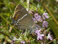 Satyrium spini 10, Wegedoornpage, Saxifraga-Jan van der Straaten