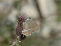 Satyrium spini 13, Wegedoornpage, Saxifraga-Jan van der Straaten