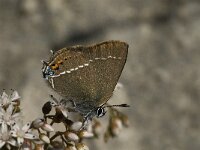 Satyrium spini 14, Wegedoornpage, Saxifraga-Jan van der Straaten